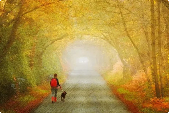 A person walks her dog along a wooded road